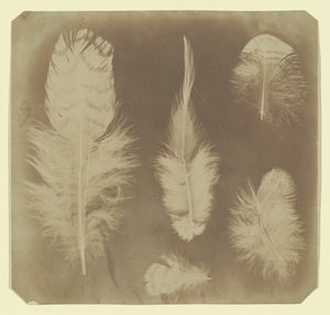 Plumes de poulet, vers 1840