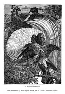 Oiseaux de paradis, vers 1770-1820