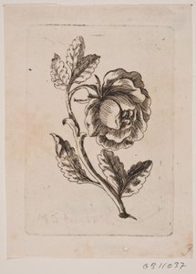Une rose - Michael Fosie