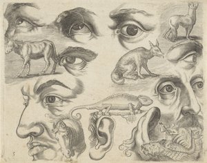 Studieblad met tekenvoorbeelden: ogen, koppen en dieren