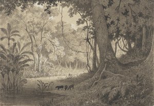 Paysage forestier près de Tamana - Michel Jean Cazabon