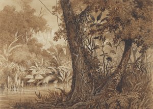 Sur la rivière Cimaronero - Michel Jean Cazabon
