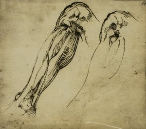 Études anatomiques d