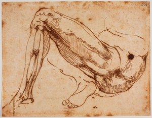 Étude de jambes - Michelangelo Buonarroti