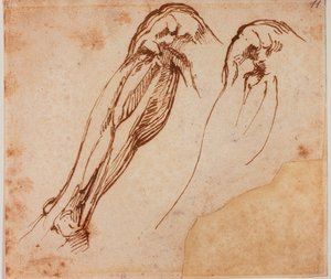 Deux études de jambes - Michelangelo Buonarroti