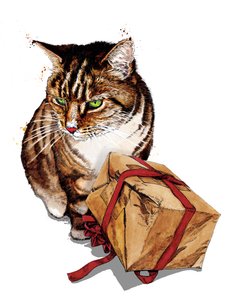 Chat d