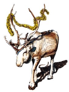 Renne de Noël sur fond blanc, 2020