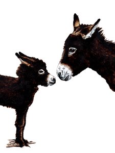 Âne mère et bébé sur blanc, 2020