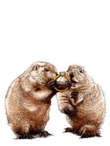Chiens de Prairie Fiancés sur Blanc, 2020 - Mike Davis