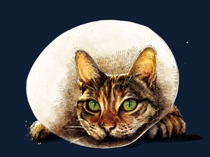 Chat de Rétablissement sur Bleu Minuit, 2020 - Mike Davis