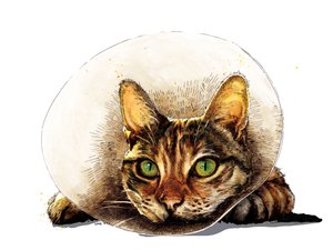 Chat de rétablissement sur blanc, 2020