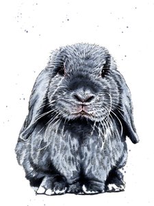 Le Lapin Gris sur Blanc, 2019