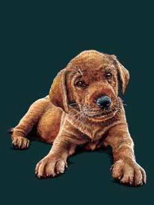 Marge le Chiot sur Cyan Profond