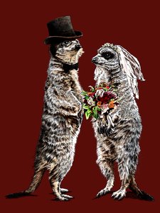 Suricates mariés sur fond rouge oxyde, 2020