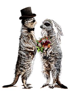 Suricates Mariés sur Blanc, 2020