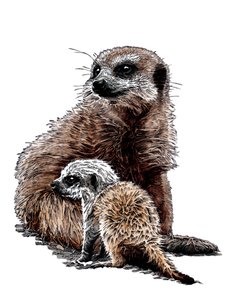 Nouveaux bébés suricates sur fond blanc, 2020 - Mike Davis