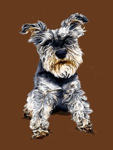 Ollie le Schnauzer sur Orange Brûlé