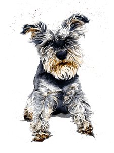 Ollie le Schnauzer sur Blanc - Mike Davis