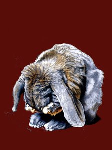 Pattes de Lapin sur Oxyde Rouge