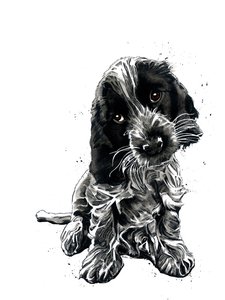 Rosie Le Cocker Spaniel sur Blanc, 2019