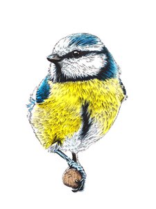 La Mésange Bleue sur Blanc - Mike Davis