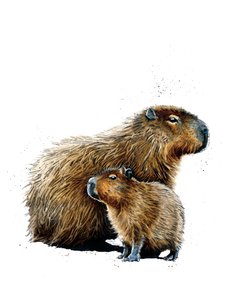 Les Capybaras sur blanc, 2019 - Mike Davis