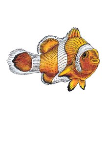 Le Poisson-Clown sur Blanc - Mike Davis