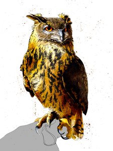 Le Hibou Grand-Duc sur Blanc