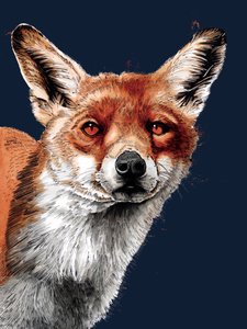Le Renard sur Bleu Minuit, 2020