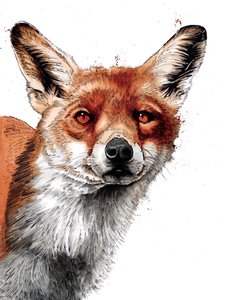 Le Renard sur Blanc, 2019