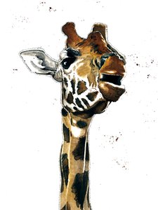 La Girafe sur Blanc