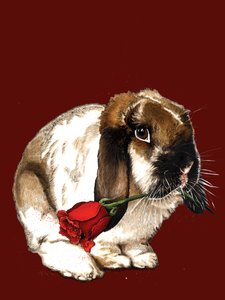 Le Lapin d