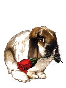 Le lapin d