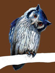 Le Hibou à Face Blanche du Nord sur Orange Brûlé, 2020