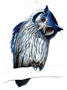 Le Hibou à Face Blanche du Nord sur Blanc