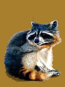Le raton laveur sur fond jaune doré, 2020