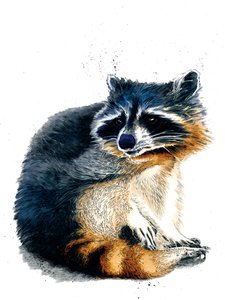 Le raton laveur sur fond blanc, 2020