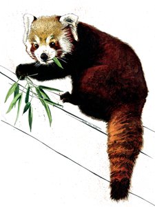 Le panda roux sur fond blanc, 2020 - Mike Davis