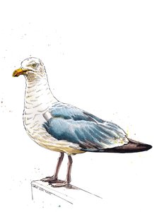 La mouette sur blanc, 2020