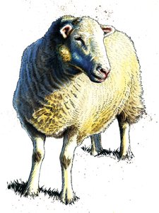 Le Mouton sur Blanc, 2020