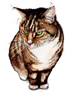Le chat tigré sur blanc, 2020