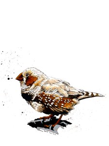 Le Diamant Mandarin sur Blanc