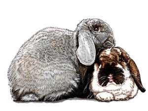Pensant aux lapins sur blanc, 2020