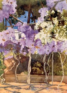 La tonnelle de glycine, Le Palais Royal, Athènes - Mima Nixon