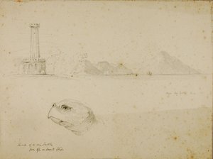 Tête de tortue de mer