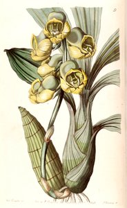 Catasetum planiceps