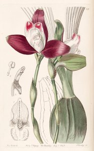 Lycaste macrophylla (comme syn. Lycaste plana) - Miss Drake