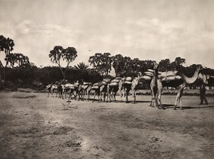 Caravane de chameaux, 09/05/1936 - Modestino Baldinetti