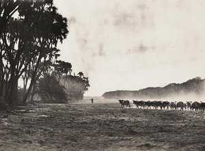 Bétail conduit vers la rivière Gasc, 09/05/1936