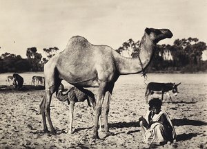 Nomades, 09/05/1936